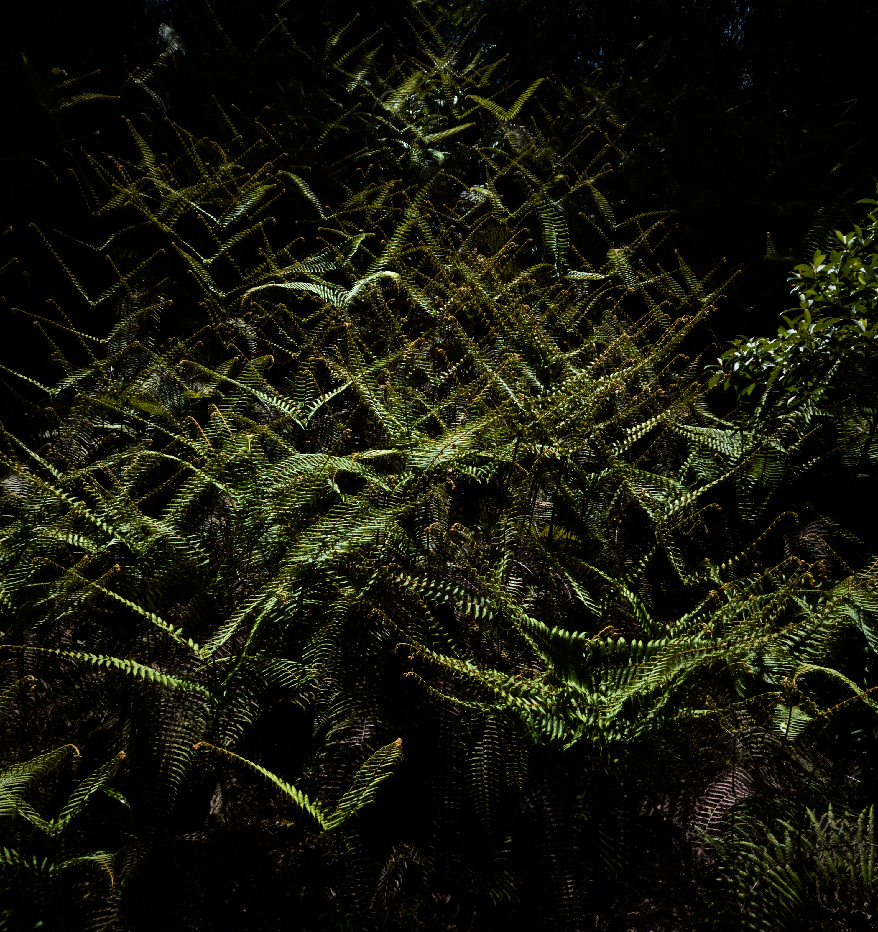 Flying Ferns